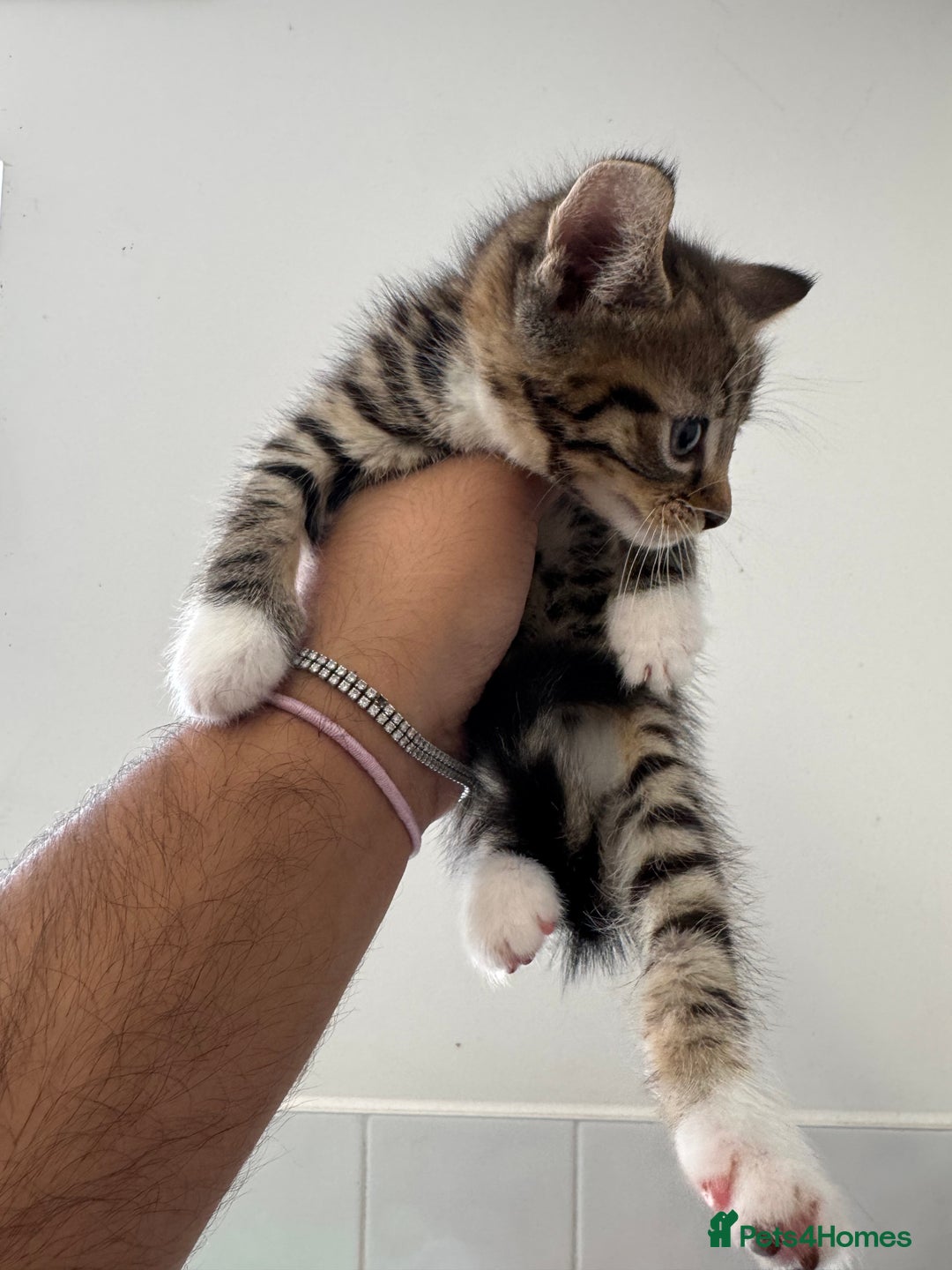 Mixed Breed cats for sale: European shorthair tabby cross kittens available.  - Image 13
