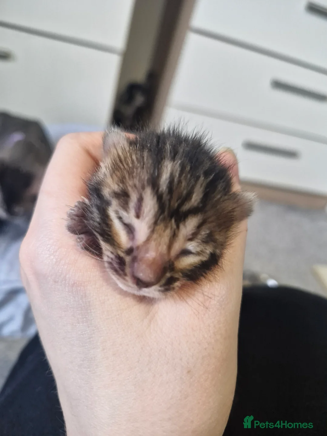 Bengal cats for sale: Genetic Health Tested Snow & Brown Bengal Kittens - Advert 16