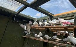 Pigeons birds for sale: Pakistani pigeons for sale  - Image 7