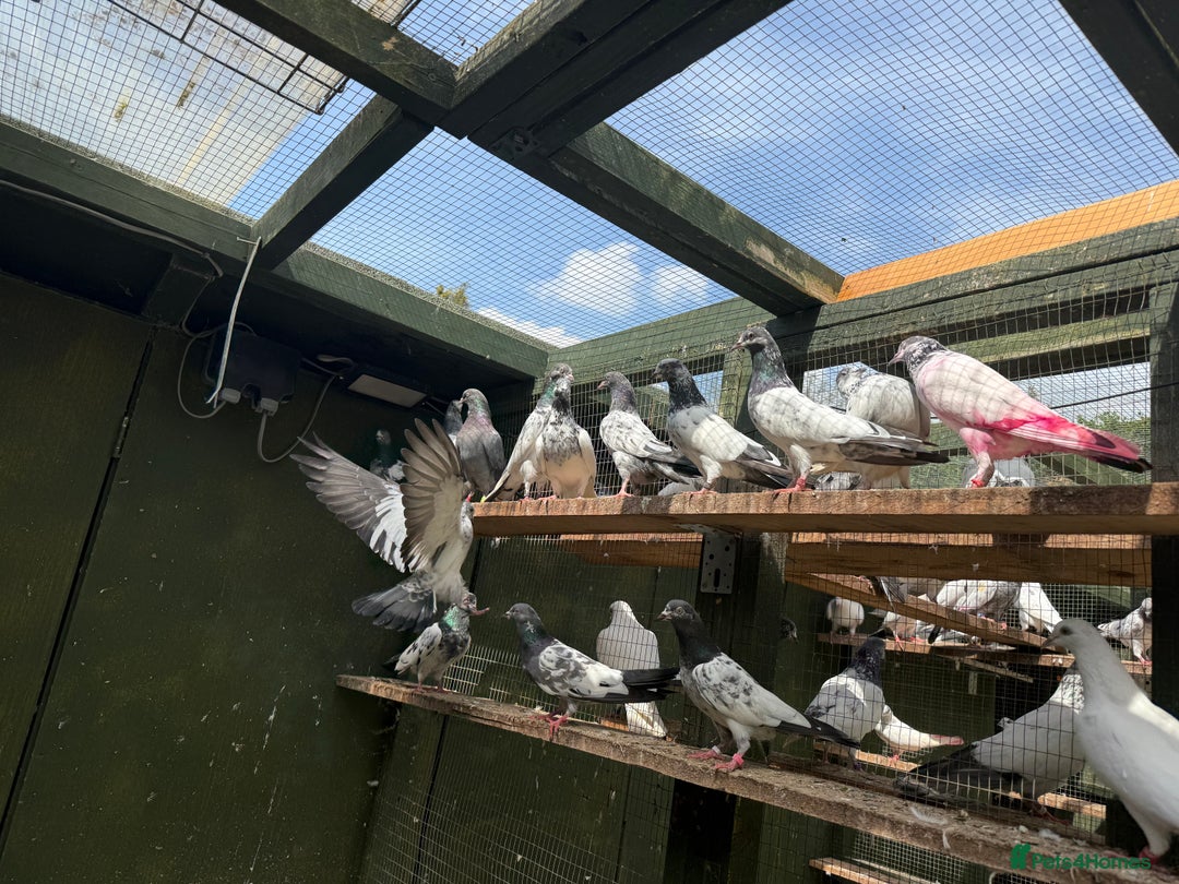 Pigeons birds for sale: Pakistani pigeons for sale  - Image 7