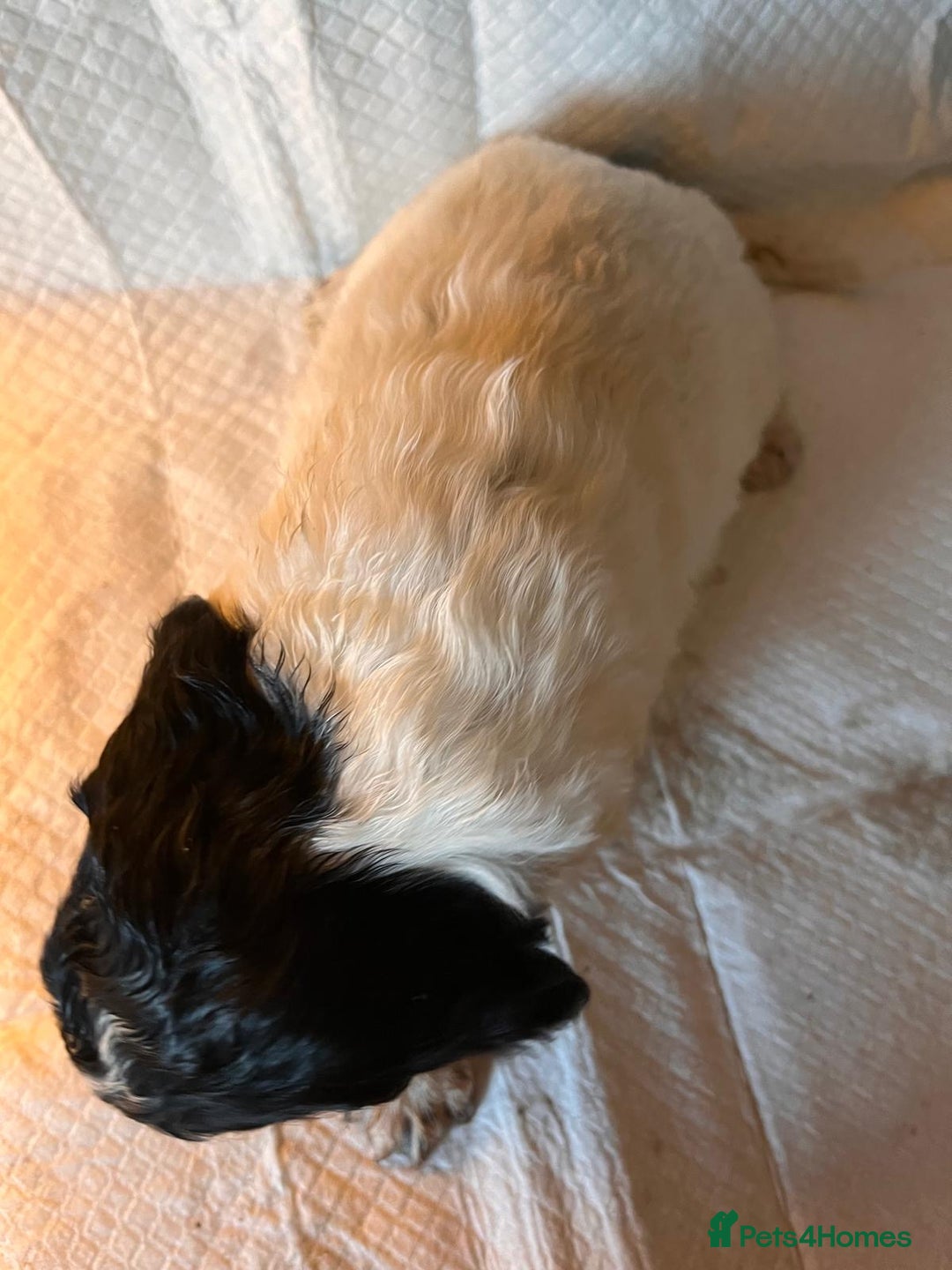 Sprocker dogs for sale: Beautiful Sprocker puppies - Advert 6