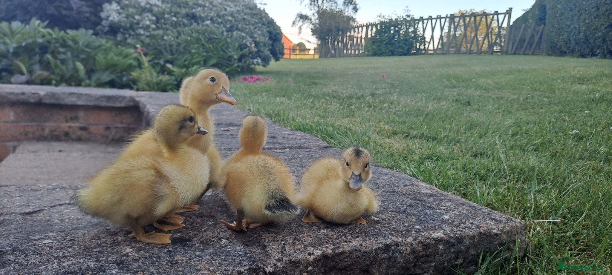 Ducks poultry for sale: Silver Appleyard Ducklings For Sale in Chesterfield - Advert 1