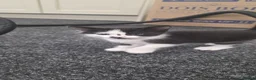 Domestic Shorthair cats for sale: 2 Stunning black and white tuxedo kittens - Advert 6