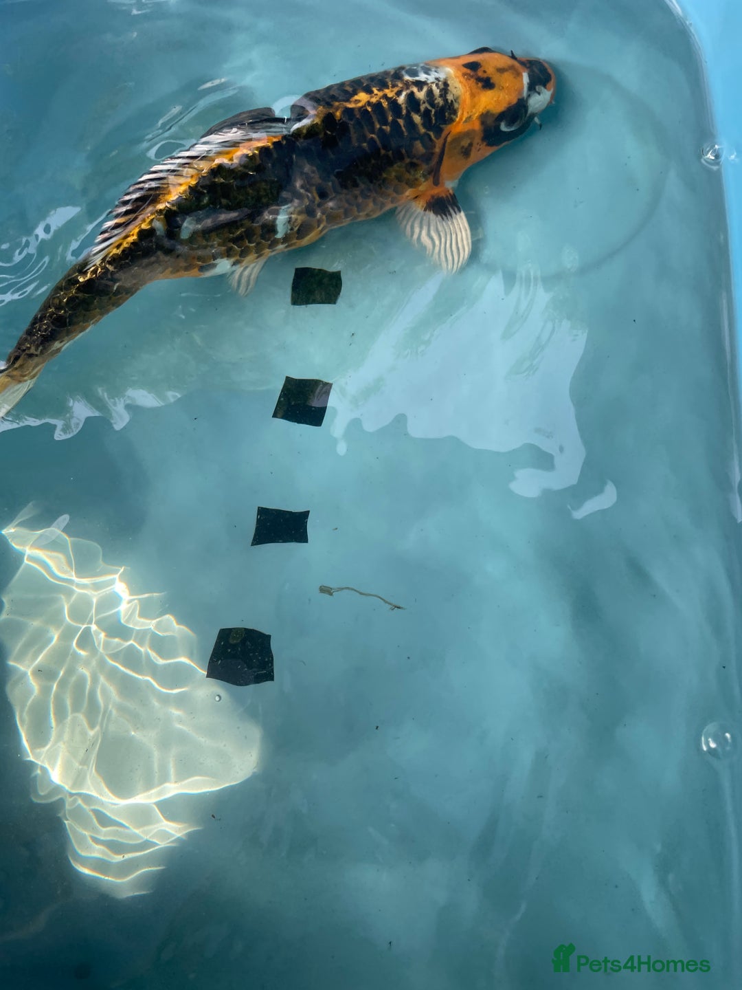 Koi Carp fish for sale: Koi Carp - Image 3