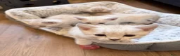 Bengal cats for sale: Snow/Leopard Bengal Kittens- Last One Left - Ready - Advert 3