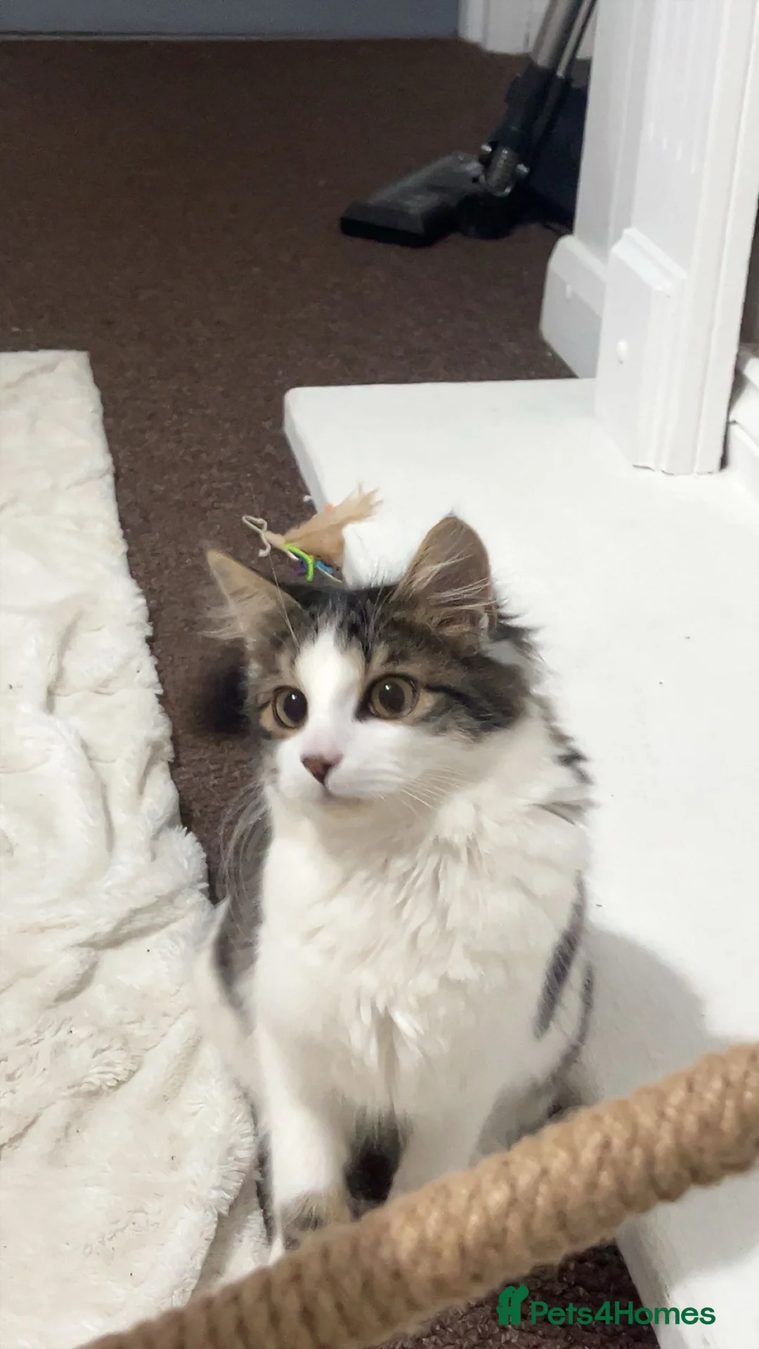 Norwegian Forest Cat cats for sale: Norwegian forest kitten x tabby cat  - Advert 1