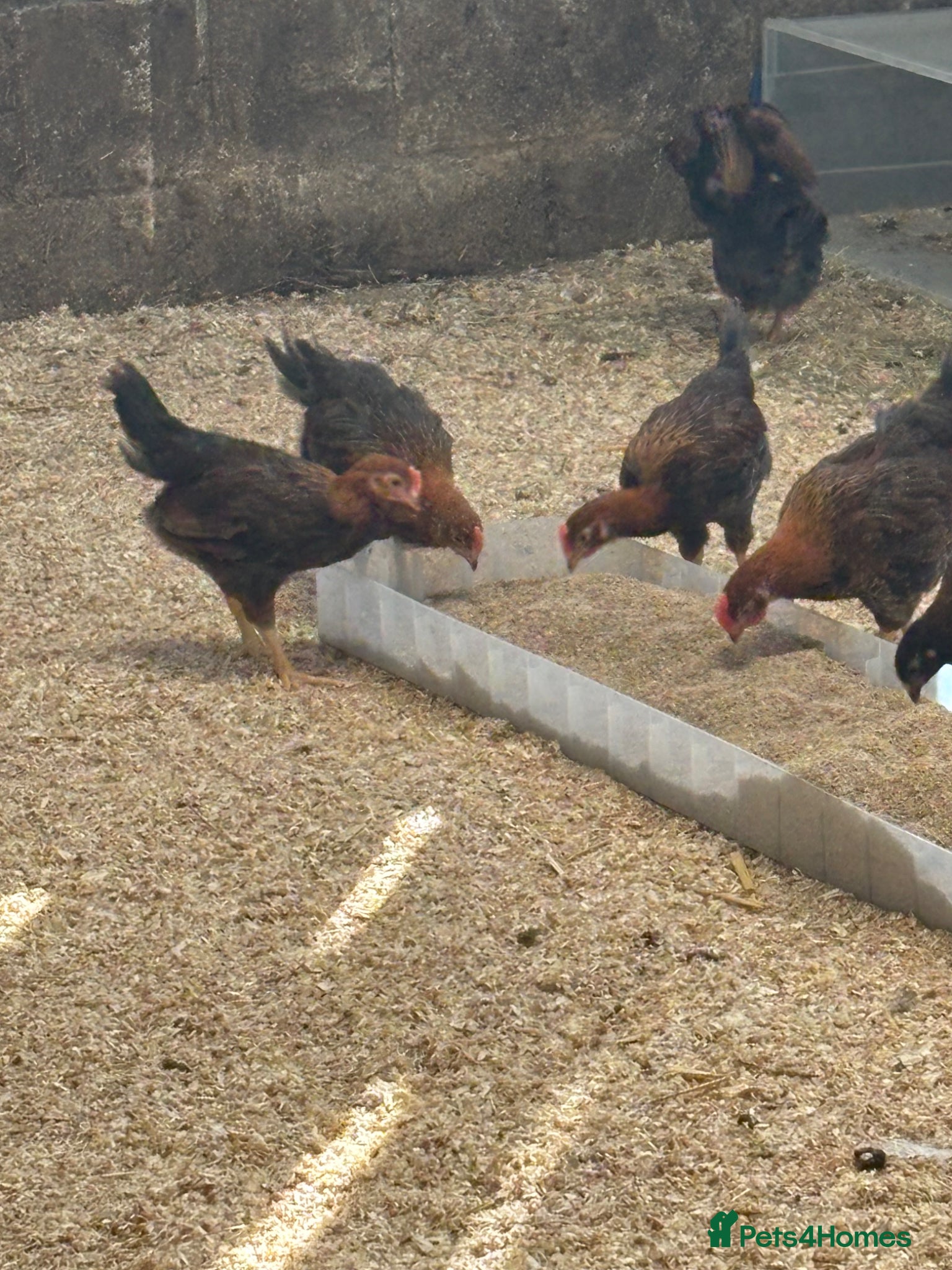Chickens poultry Wellsummer, USA silkies, cu, silver duckwings  - Advert 2