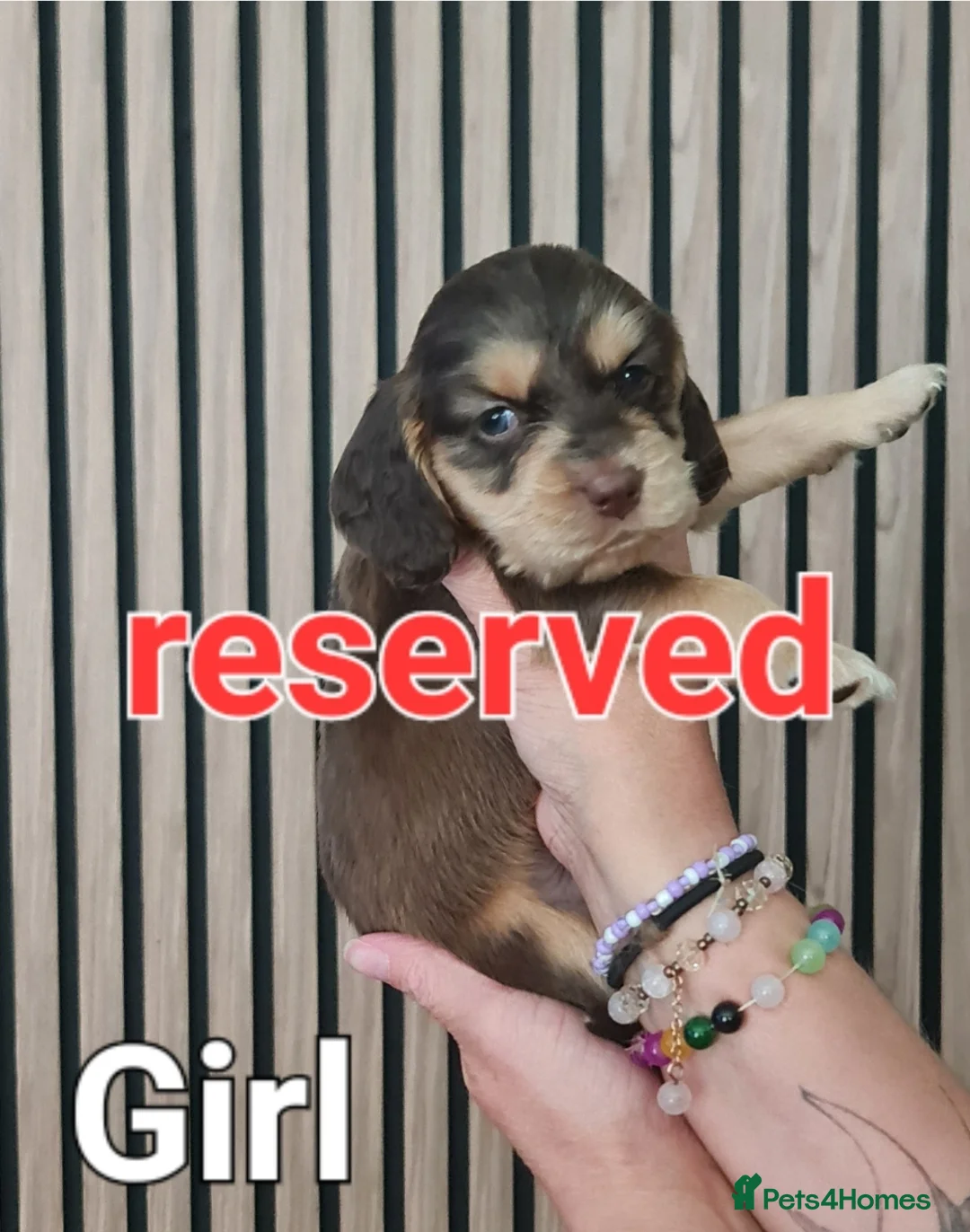 Cocker Spaniel dogs for sale: Beautiful cocker pups - Advert 2