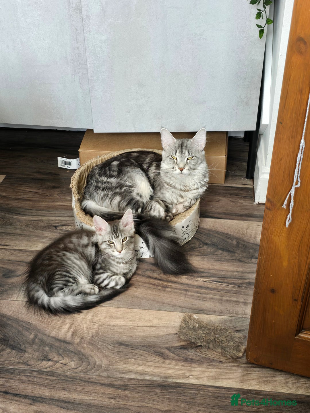 Maine Coon cats for sale: Large pedigree Tica Maine coon kittens READY  - Image 9