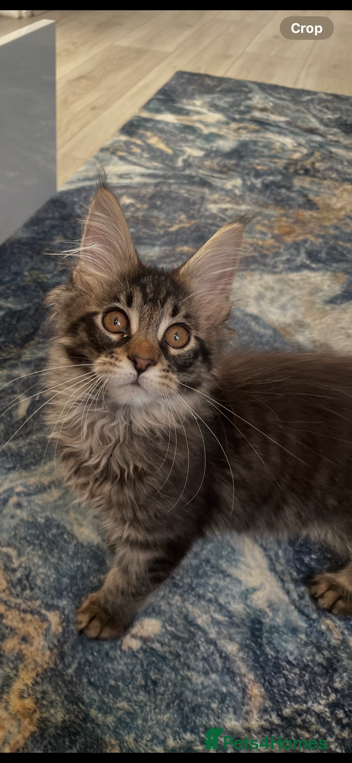 Maine Coon cats  3 beautiful pedigree Maine coon kittens  - Advert 2