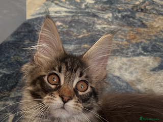 Maine Coon cats 3 beautiful pedigree Maine coon kittens - Advert 1