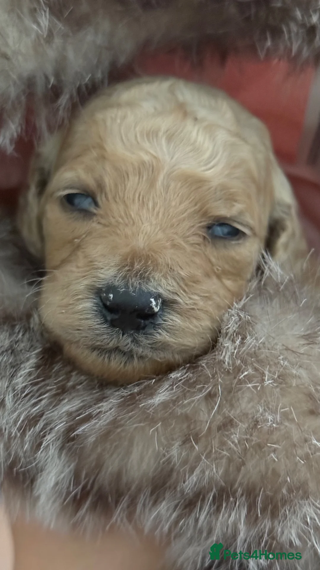 Goldendoodle dogs for sale: 🐾 8 beautiful goldendoodle pups 🐾 - Advert 40