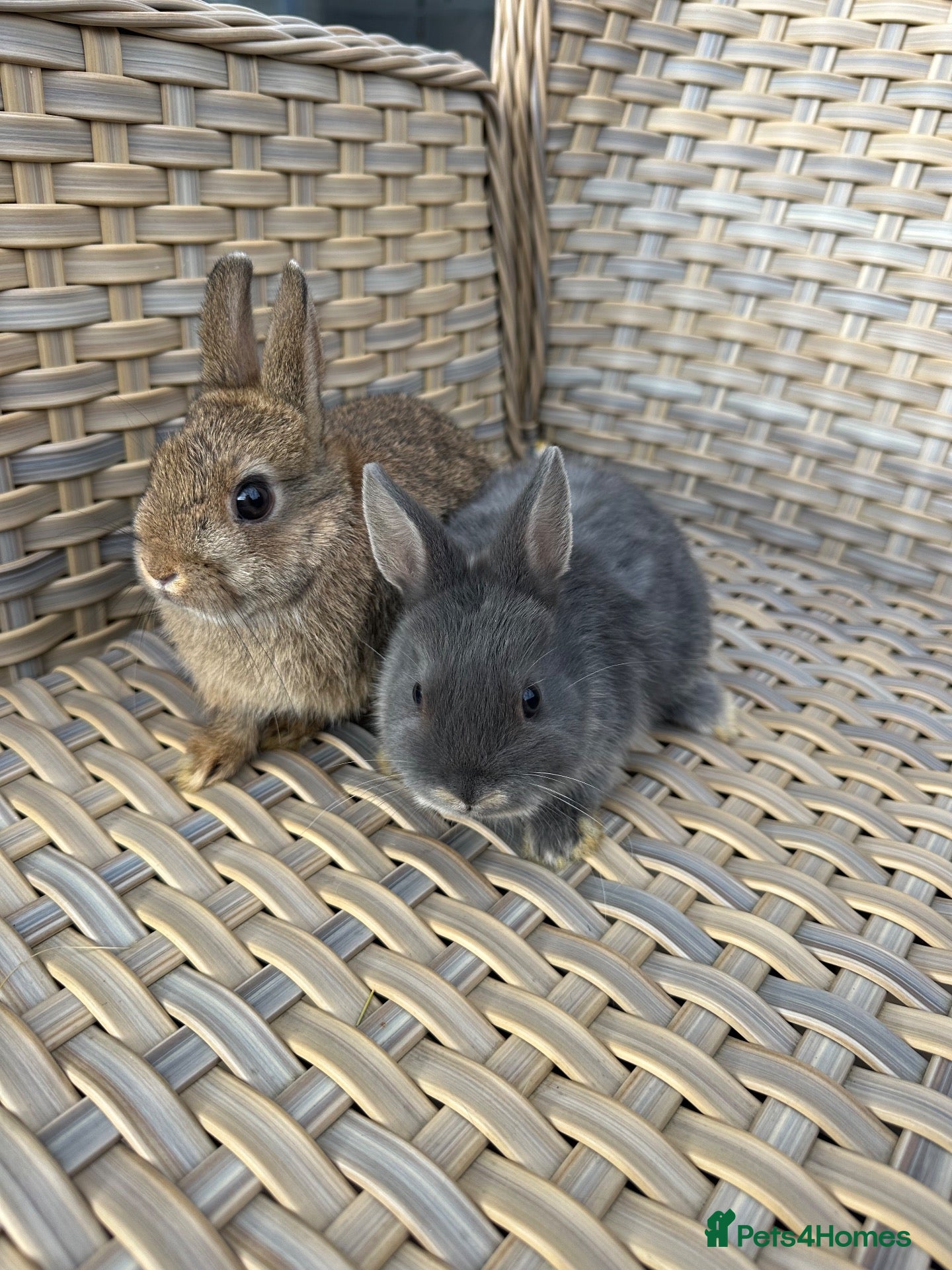 Netherland Dwarf rabbits 1 pair of Netherland dwarf baby rabbits  - Advert 21
