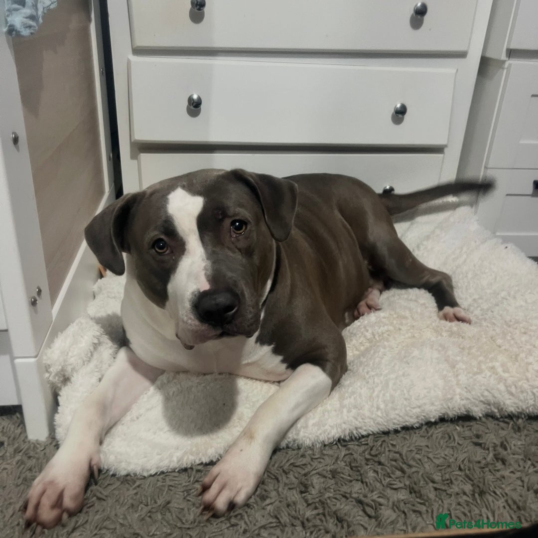 American Bull Staffy dogs for sale: missy  - Advert 2