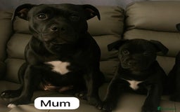 Staffordshire Bull Terrier dogs for sale: Staff Puppies  - Image 11
