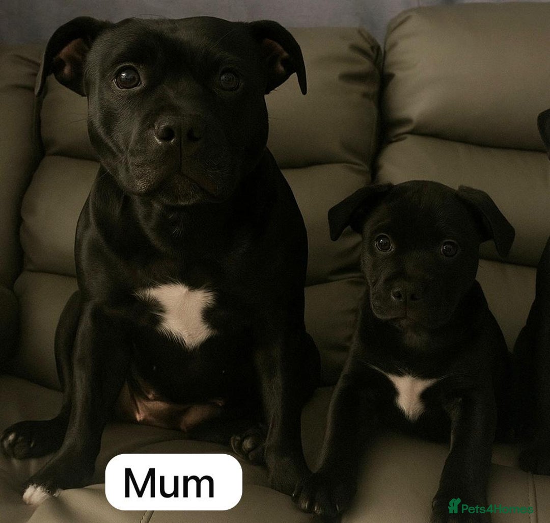 Staffordshire Bull Terrier dogs for sale: Staff Puppies  - Image 11