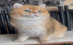 British Shorthair cats for stud: Beautiful BSH Golden Boy Stud Only - Image 8