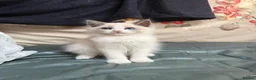Ragdoll cats for sale: 2 left beautiful ragdoll male kittens - Advert 12