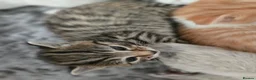Mixed Breed cats for sale: Cute and  playful kittens  - Advert 15