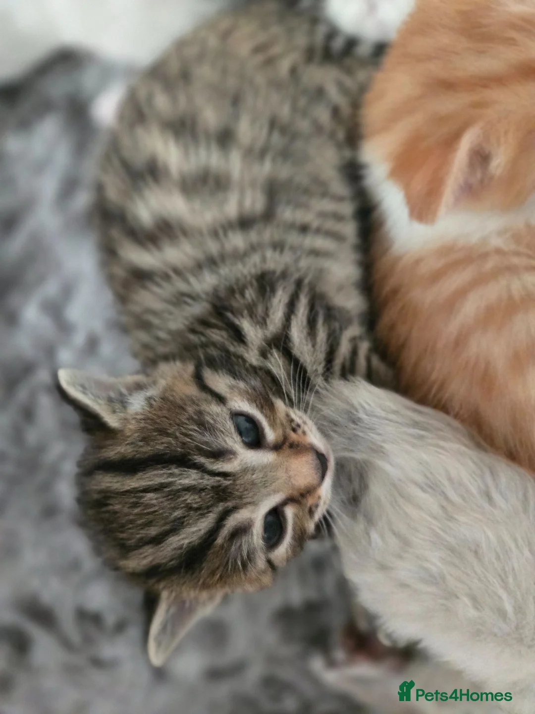 Mixed Breed cats for sale: Cute and  playful kittens  - Advert 15