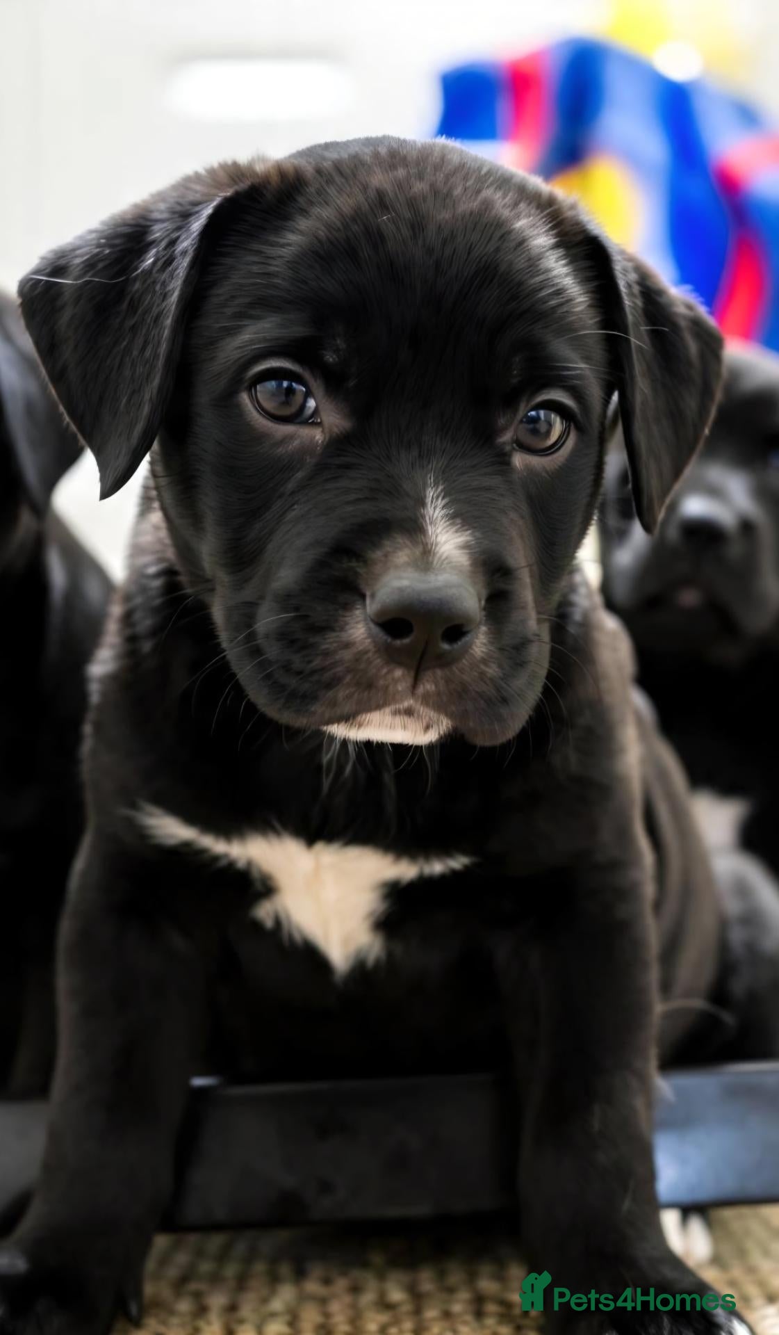 Mixed Breed dogs Labrastaff puppies for sale  - Advert 15