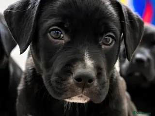 Mixed Breed dogs Labrastaff puppies for sale - Advert 5
