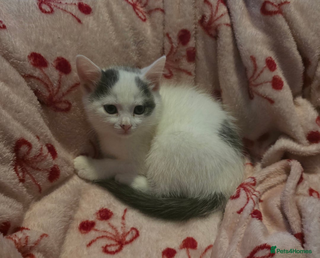 Mixed Breed cats for sale: 💫Looking To Rehome Our Gorgeous Girl Snowy💫 - Advert 3