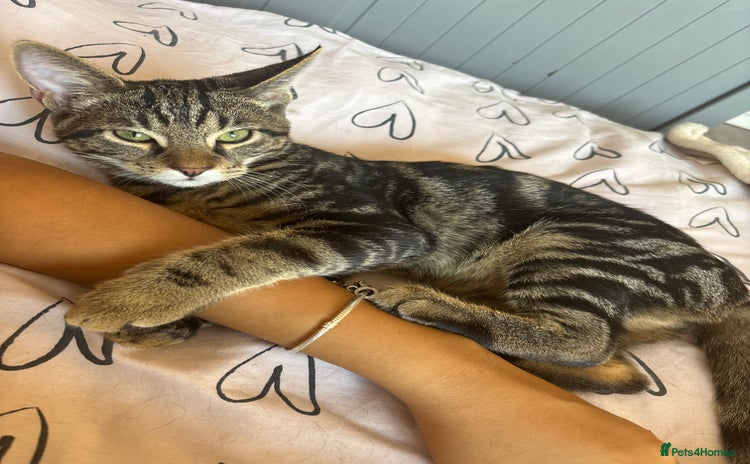 Mixed Breed cats - Advert 8