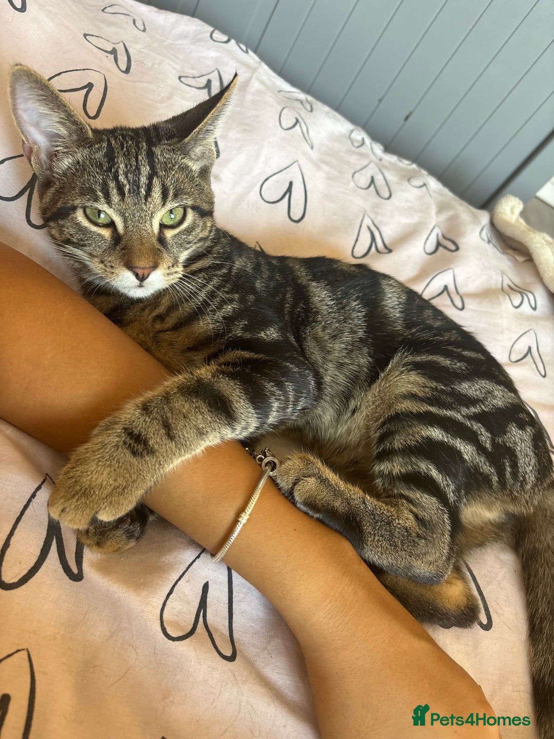 Mixed Breed cats for sale: Two brothers ready to go as a pair - Image 1