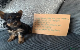 Yorkshire Terrier dogs for sale: Miniature Yorkshire terrier puppies  - Image 6