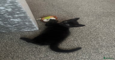 Domestic Shorthair cats 5⭐️home wanted for beautiful, playful boy - Advert 2