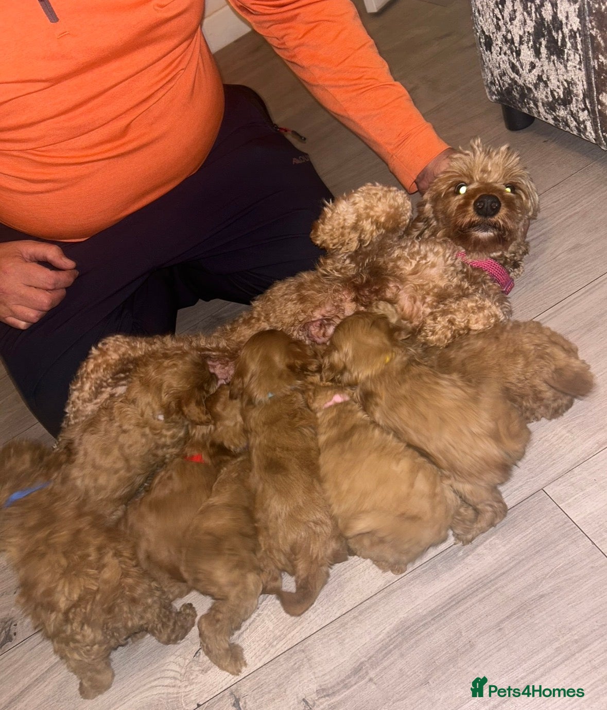 Cockapoo dogs Cockerpoo  - Advert 2