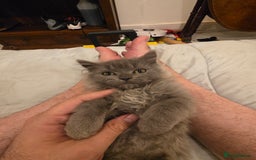 Siberian cats for sale: Beautiful Siberian Kittens – 2.5 Months Old - Image 6