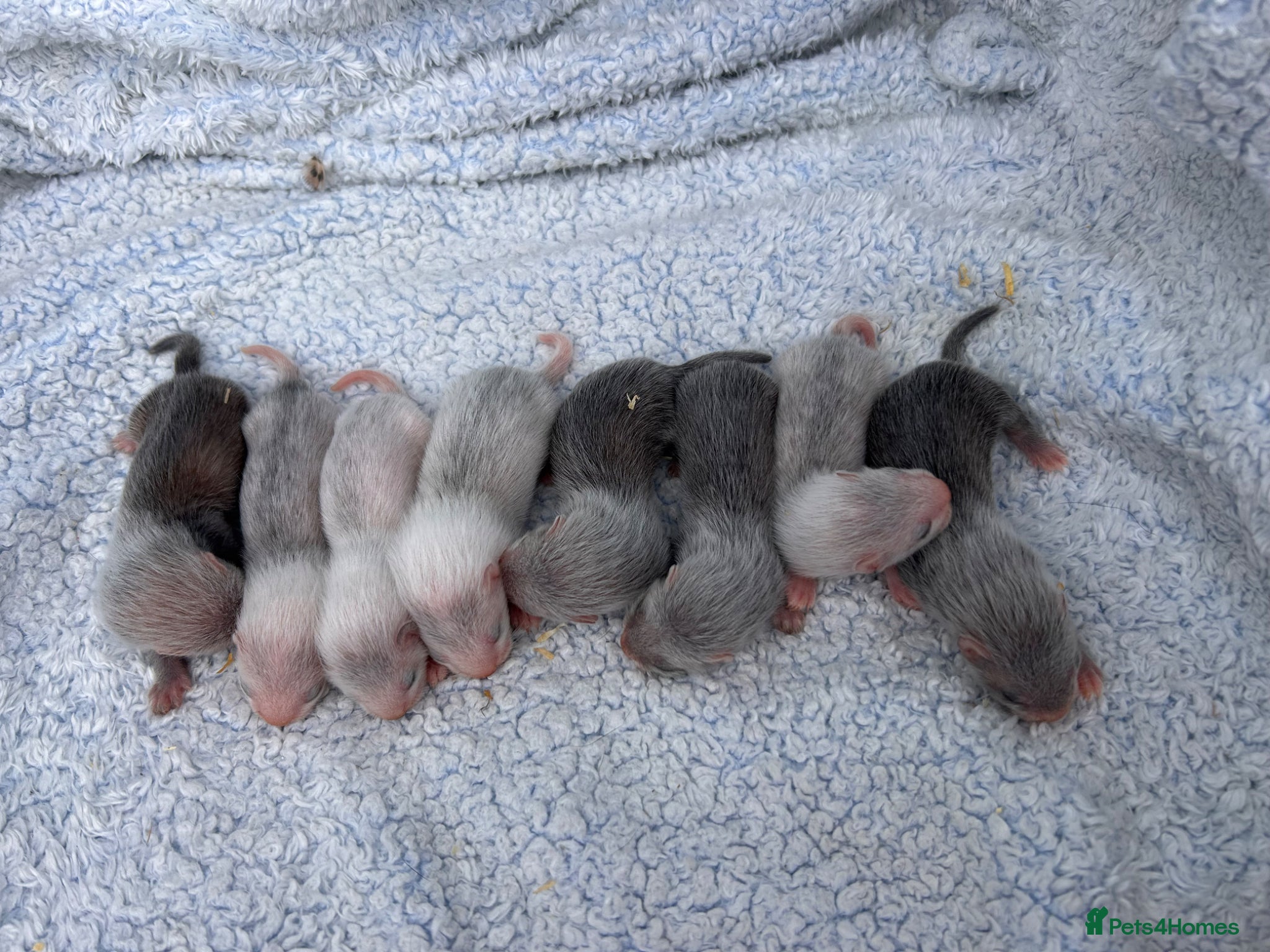 Ferret rodents for sale: Silver/marked semi angora ferrets.Ready in 4/5week - Advert 11