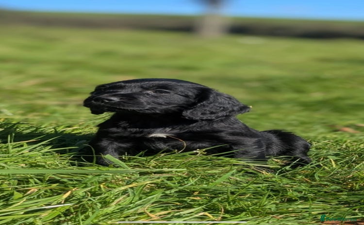 Mixed Breed dogs - Advert 7