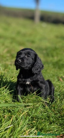 Mixed Breed dogs - Advert 6