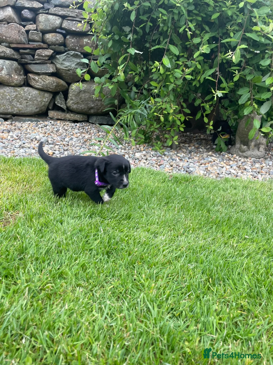 Mixed Breed dogs for sale: Sprollie pups for sale! - Advert 12