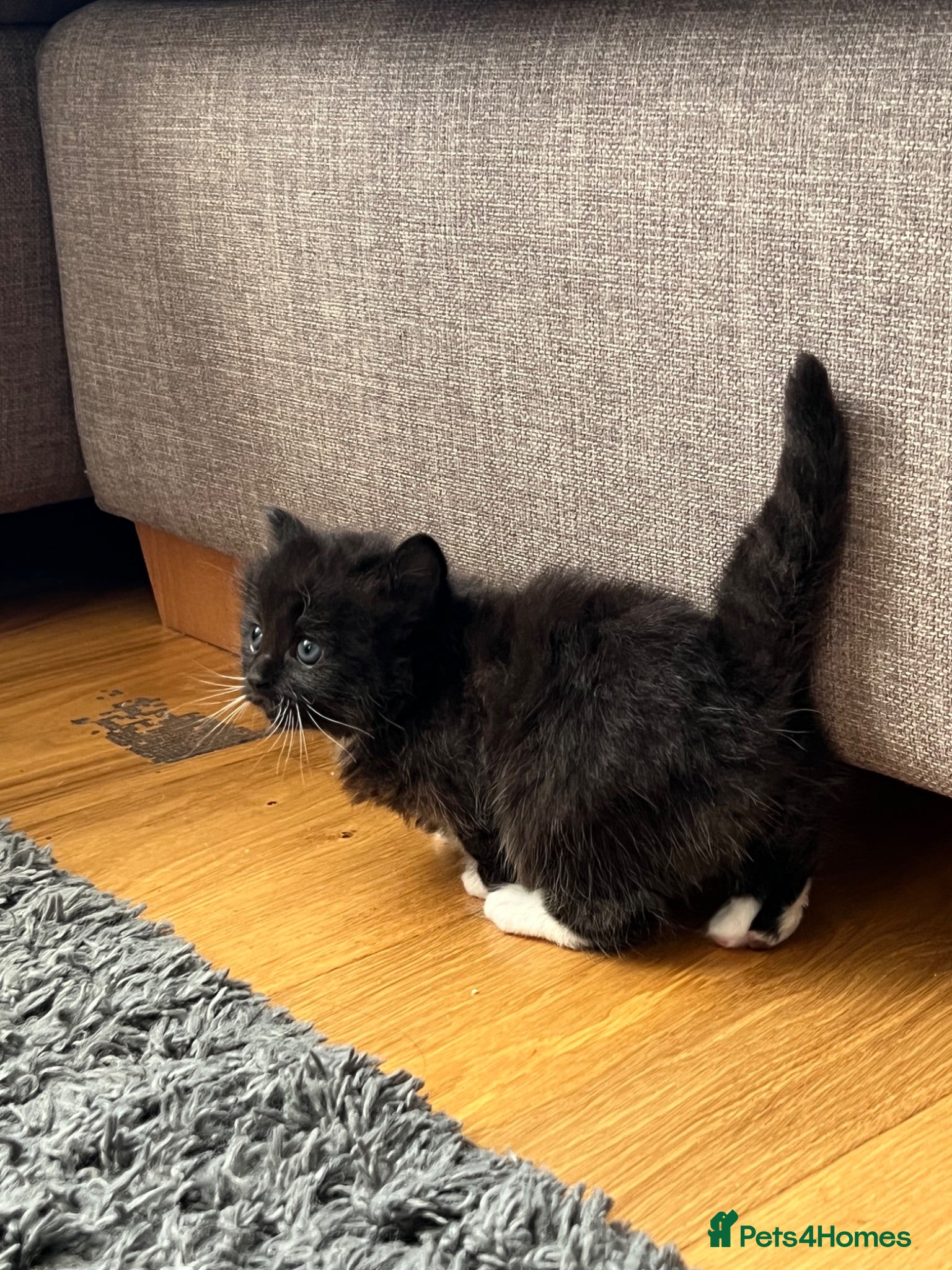 Mixed Breed cats Gorgeous black kittens - Advert 3