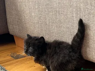 Mixed Breed cats Gorgeous black kittens - Advert 3