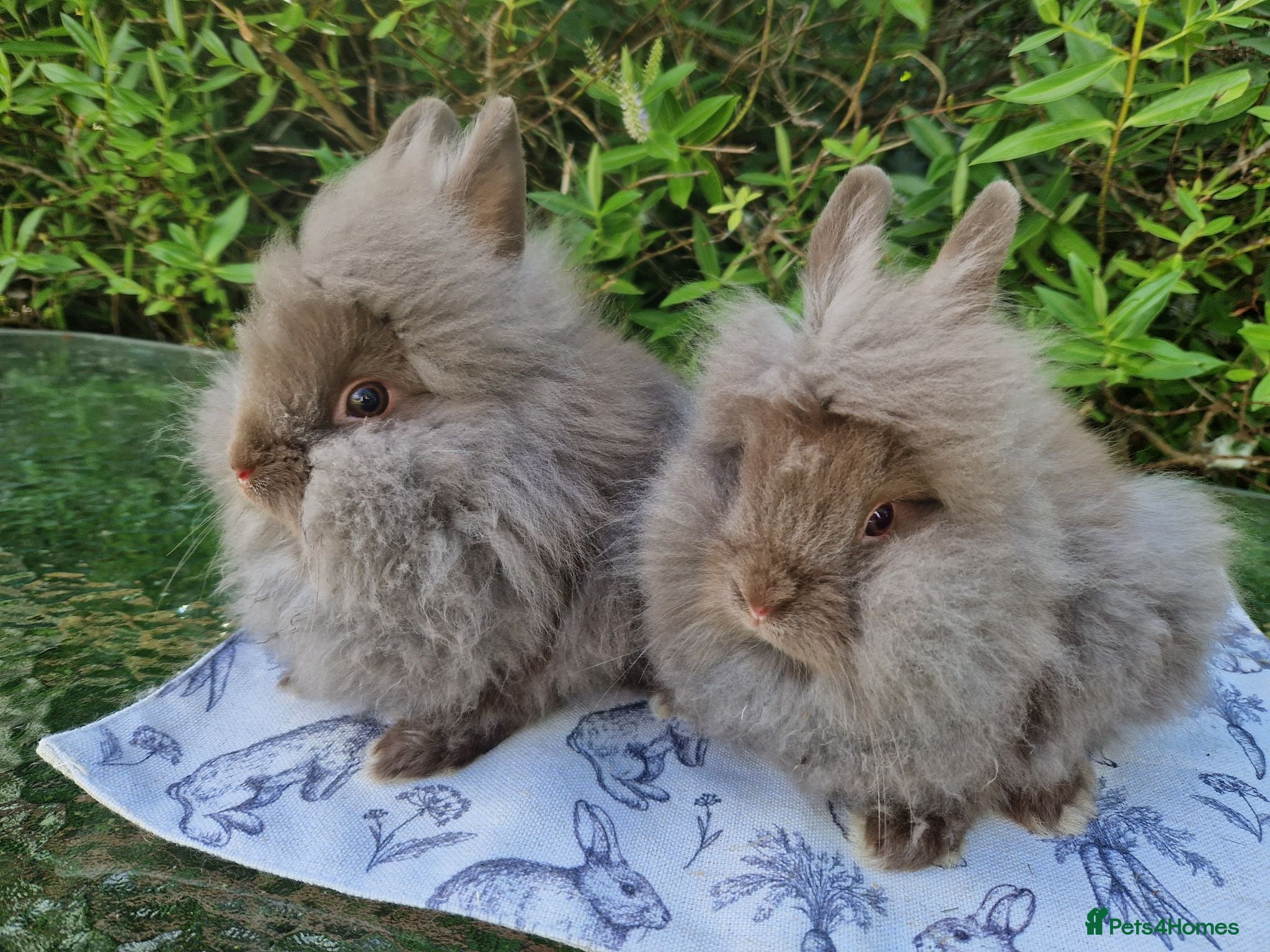 Lionhead rabbits READY NOW Purebred Lionhead Baby Rabbits - Advert 1