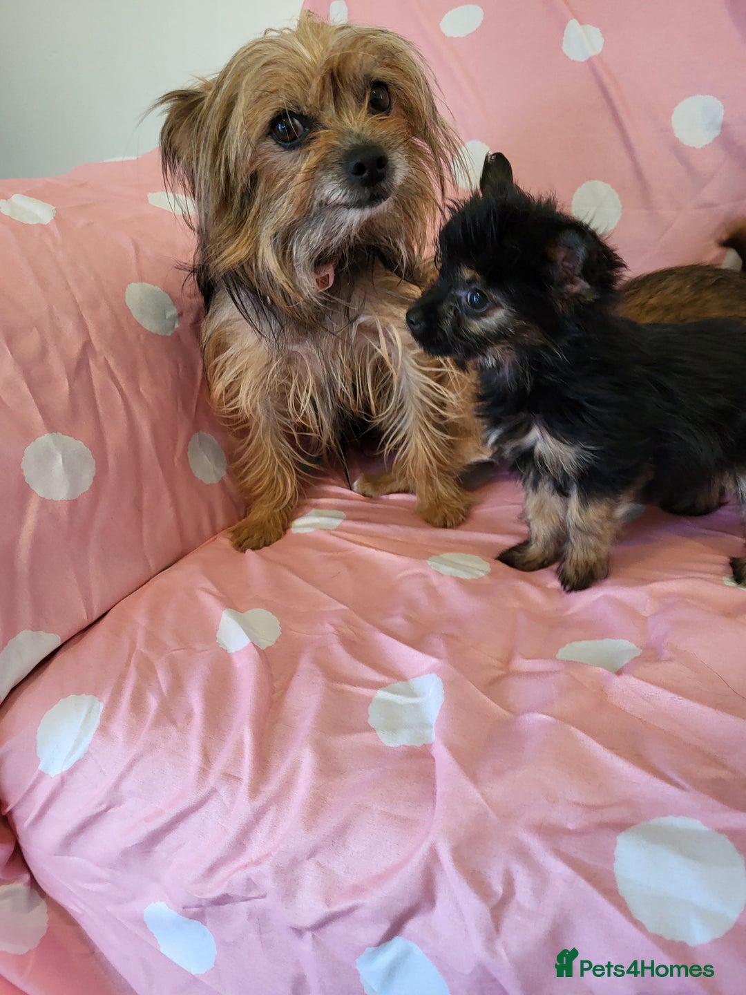Chorkie dogs for sale: Yorkshire terrier x chihuahua (chorkie) - Image 9