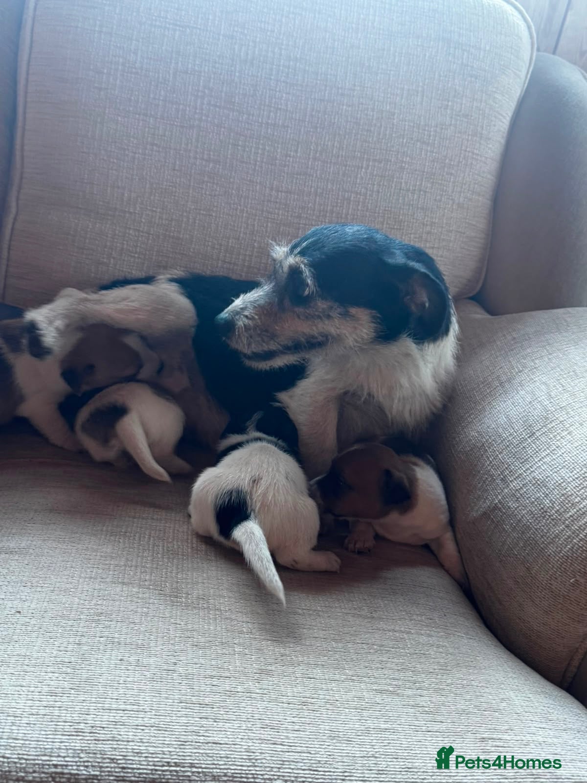 Jack Russell dogs Beautiful Jack Russell puppies - Advert 12