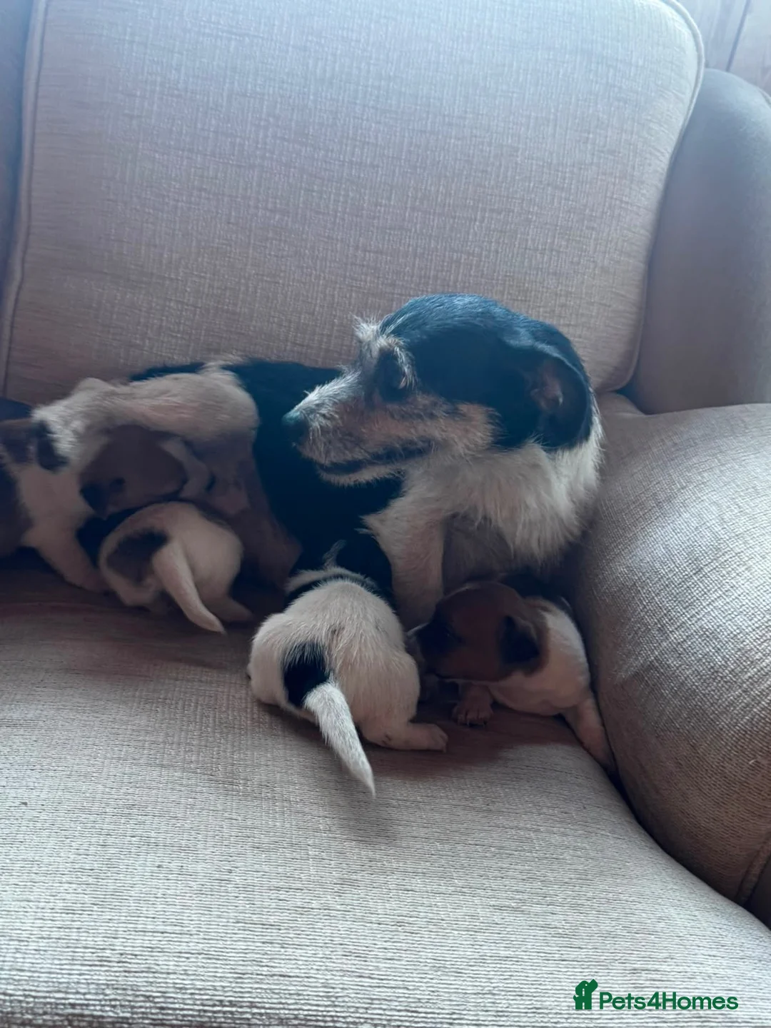 Jack Russell dogs for sale: Beautiful Jack Russell puppies in Robertsbridge - Advert 1