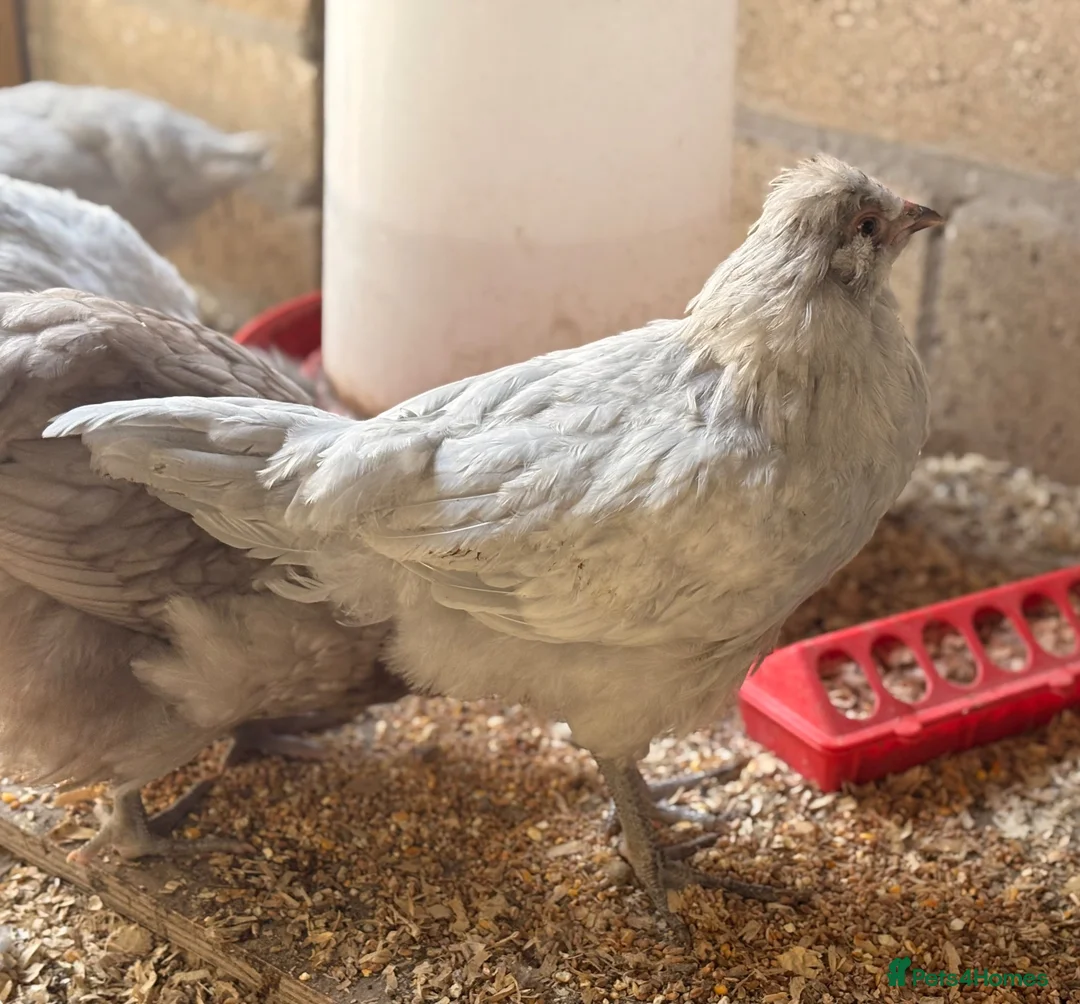 Chickens poultry for sale: Lavender Araucana Trios for sale in Chippenham - Advert 7