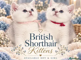 British Shorthair cats British Shorthair Silver Golden Health Tested - Advert 14