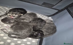 Maine Coon cats for sale: Stunning litter of maine coon kittens  - Advert 30