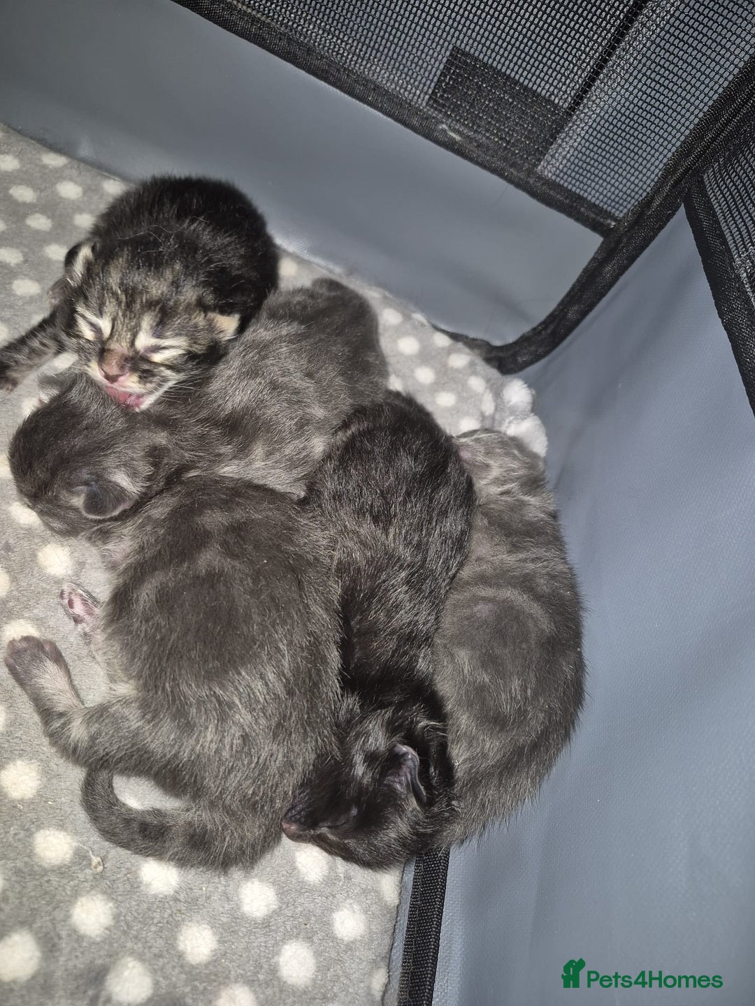 Maine Coon cats for sale: Stunning litter of maine coon kittens  - Advert 30