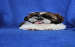 Shih Tzu dogs for sale: Beautiful Shih Tzu Puppies - Image 7