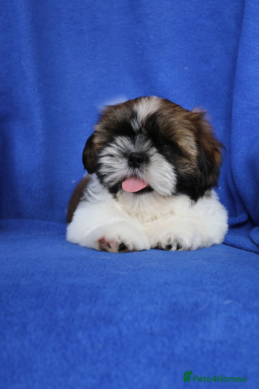 Shih Tzu dogs for sale: Beautiful Shih Tzu Puppies - Image 7