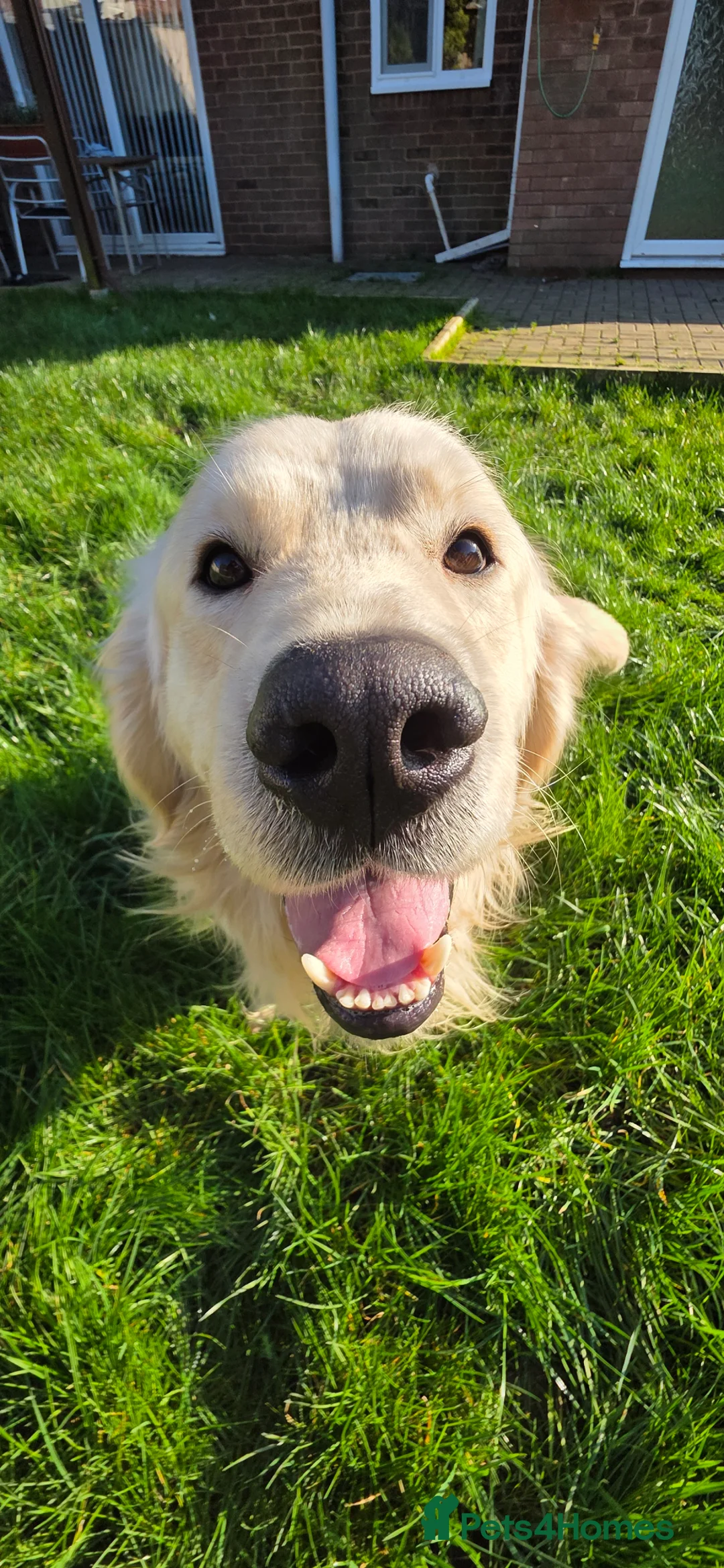 Golden Retriever dogs for stud: Golden Retriever Beautiful Stud  in Rowley Regis - Advert 1